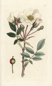 Weiße Hundsrose, Rosa arvensis. Handkolorierte Kupferstichgravur von James Sowerby aus James Smith