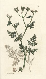 Weiße Spitzenblume, Orlaya grandiflora