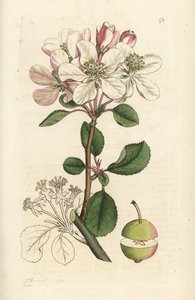 Wildapfel oder Holzapfel, Malus domestica von William Hayes