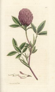 Zickzack-Klee, Trifolium medium. Handkolorierter Kupferstich von James Sowerby aus James Smiths English Botany, London
