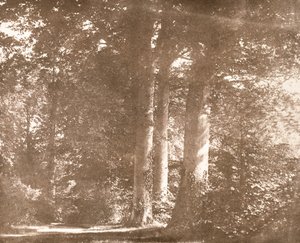 Buchenbäume, Lacock Abbey, um 1844