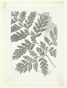 Zweig eines Farns von William Henry Fox Talbot