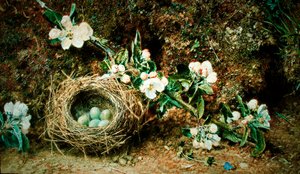 Vogelnest und Hundsrosen von William Henry Hunt