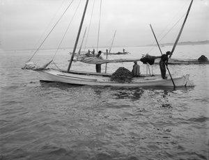 Austernfischen, ca. 1890-1910 von William Henry Jackson
