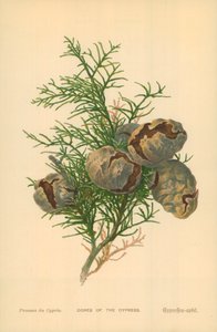 Zapfen der Zypresse von William Henry James (after) Boot