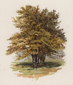 Bäume: Die Buche von William Henry James (after) Boot