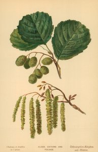 Erle, Kätzchen und Laub von William Henry James Boot