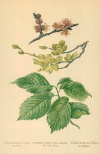 Blumen, Früchte und Blätter der Ulme