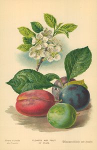 Blumen und Früchte der Pflaume