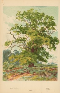 Eiche von William Henry James Boot