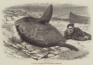 Mondfisch gefangen in der Catalan Bay, Gibraltar