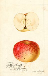 Shelleys Lieblingsäpfel (Malus domestica) von William Henry Prestele