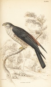 Afrikanischer Kuckuckshabicht oder Kuckucksfalke, Aviceda cuculoides von William Home Lizars