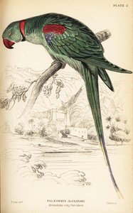 Alexandrinsittich oder Alexandrinpapagei, Psittacula eupatria von William Home Lizars