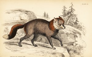 Amerikanischer Kreuzfuchs, Vulpes vulpes von William Home Lizars