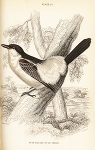 Schwarzrücken-Puffback, Dryoscopus cubla