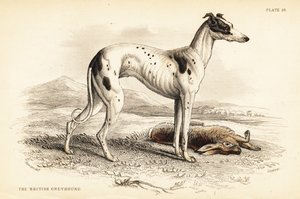 Britischer Windhund, Canis lupus familiaris