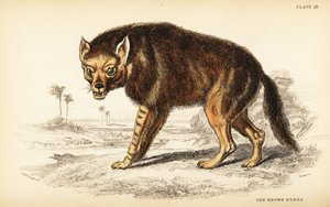 Braune Hyäne oder Strandwolf, Hyaena brunnea (Hyaena fusca)