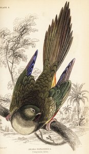 Erdpapagei oder Patagonien-Sittich, Cyanoliseus patagonus
