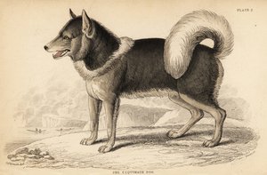 Kanadischer Eskimohund oder Qimmiq, Canis lupus familiaris