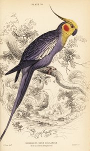 Nymphensittich, Nymphicus hollandicus von William Home Lizars