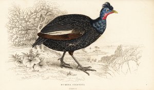 Schopfperlhuhn, Guttera pucherani von William Home Lizars