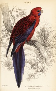 Purpurroter Sittich, Platycercus elegans von William Home Lizars