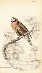 Bandfink, Amadina fasciata