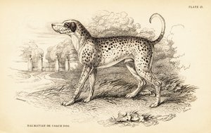 Dalmatiner, Canis lupus familiaris