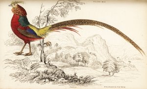 Goldfasan oder Chinesischer Fasan, Chrysolophus pictus von William Home Lizars