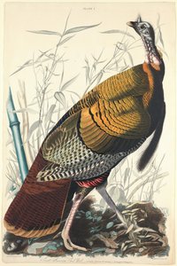 Großer amerikanischer Hahn, 1827