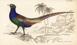 Grüner Fasan oder Japanischer Grünfasan, Männchen, Phasianus versicolor