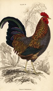 Grauer Dschungelhahn oder Sonnerats Dschungelhahn, Gallus sonneratii von William Home Lizars