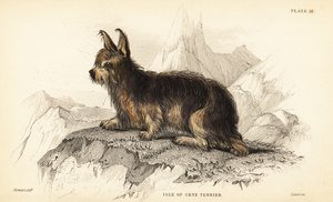 Isle of Skye Terrier, Canis lupus familiaris von William Home Lizars