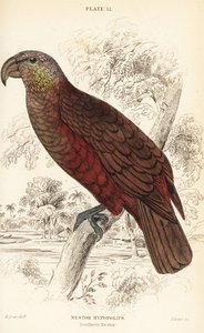 Neuseeland-Kaka, Nestor meridionalis von William Home Lizars