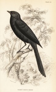 Nördlicher Trauerfliegenschnäpper, Melaenornis edolioides