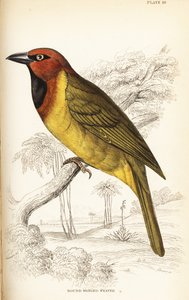 Olivennackiger Weber oder Rundflügelweber, Ploceus brachypterus von William Home Lizars