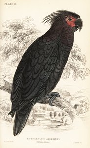 Palmenkakadu, Probosciger aterrimus von William Home Lizars