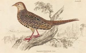 Phasianus Versicolor - Weiblich von William Home Lizars