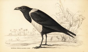 Pied Crow, Corvus albus von William Home Lizars