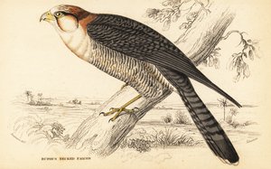 Rotnackenfalke, Falco chicquera ruficollis