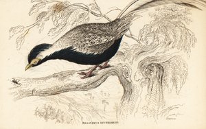 Silberfasan, Lophura nycthemera (Phasianus nycthemerus)