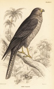 Rußfalke, Falco concolor