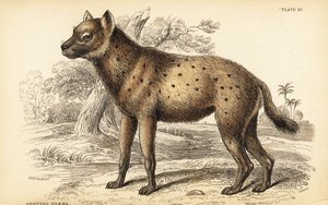 Fleckenhyäne oder Lachhyäne, Crocuta crocuta (Hyaena crocuta)