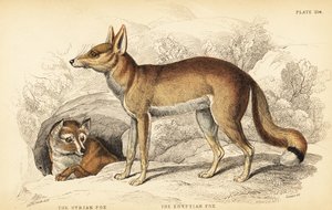 Syrischer Fuchs oder Taaleb, Vulpes thaleb (oder Blanfords Fuchs, Vulpes cana?) und Ägyptischer Fuchs oder Sabora, Vulpes vulpes niloticus von William Home Lizars