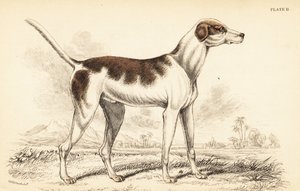 Der orientalische Hund, Canis lupus familiaris