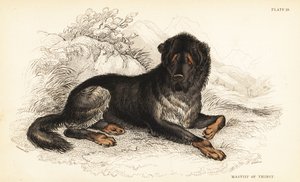 Tibetischer Mastiff, Canis lupus familiaris
