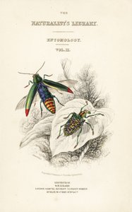 Titelseite mit Vignette des Juwelenkäfers, Chrysochroa fulminans, und des Patchflügel-Diamantkäfers, Curculio splendens