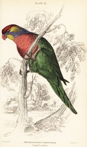 Bunter Loris, Psitteuteles versicolor (Trichoglossus versicolor) von William Home Lizars