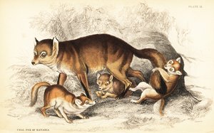 Variante des Rotfuchses, Vulpes vulpes, mit Jungen (Kohlenfuchs von Bayern, Vulpes alopex)